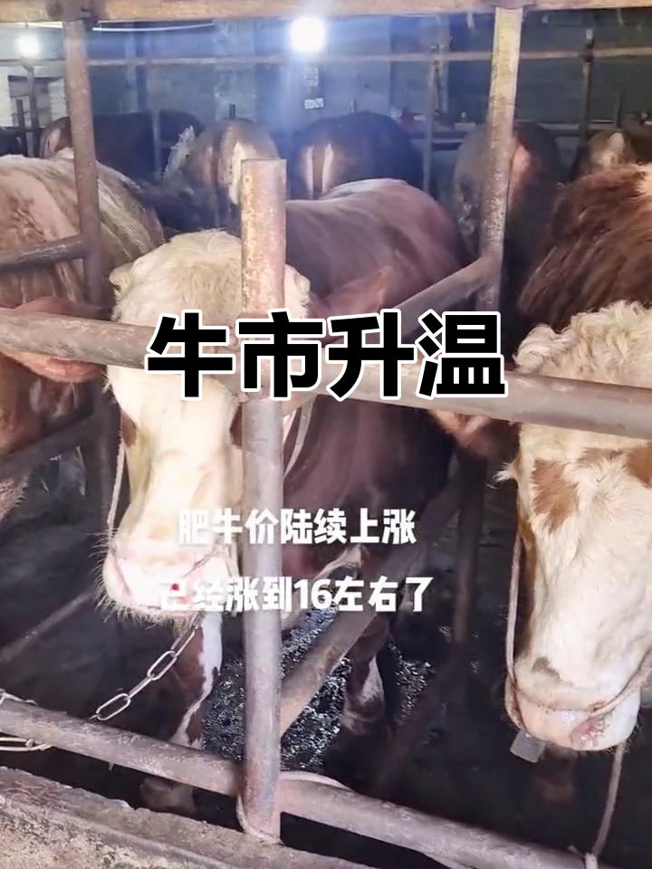 LDO冲破19.37美元大关，牛市是否已来临？-开云体育官网